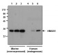 Functional HMGB1 Antibody, mAb (recombinant)