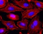 Functional Myosin IIA (non-muscle) (heavy chain) Antibody, mAb (recombinant)