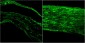 Goat Anti-BDNF Antibody (internal region)