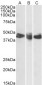 Goat Anti-CD27 Antibody (internal region)