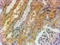 Goat Anti-Tensin 1 Antibody (internal region)