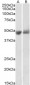 Goat Anti-SERPINF1 / PEDF Antibody (internal region)