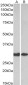 Goat Anti-Galectin 3 Antibody (internal region)