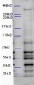 Goat Anti-Alfy / WDFY3 Antibody (internal region)