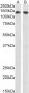 Goat Anti-CCAR2 / DBC1 Antibody (internal region)