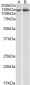 Goat Anti-ITGA1 / VLA1 Antibody (internal region)