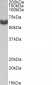 Goat Anti-AMHR2 Antibody (internal region)