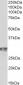 Goat Anti-CD4 Antibody (internal region)