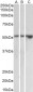 Goat Anti-TIM-1 Antibody (internal region)