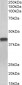 Goat Anti-cardiac troponin T Antibody (internal region)