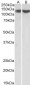 Goat Anti-RE1-silencing transcription factor Antibody (internal region)