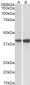 Goat Anti-EXOG Antibody (C Terminus)