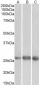 Goat Anti-EGFL7 Antibody (internal region)