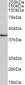 Goat Anti-HMBS Antibody (internal region)