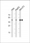 Beta-Actin  Antibody