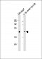 PDK2 Antibody