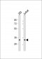 ELAVL1 Antibody