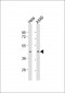 BMI1 Antibody