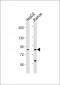 HGF Antibody