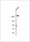 FASN Antibody (Center)