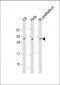 Rat PIp1 Antibody (Center)