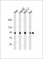 CD138 Antibody