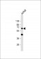 CYP1A1 Antibody (C-term)