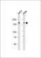 EGFR Antibody (C-term)