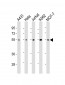 CHK1 Antibody