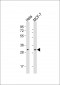 RAB20 Antibody