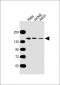 MYBBP1A Antibody