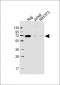 RELB Antibody