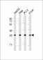 PSMA5 Antibody