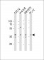 PRKAB1 Antibody