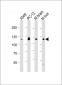 EIF2AK3 Antibody