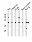 NKX2-1 Antibody (N-term)