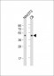 CREB1 Antibody (Center)