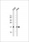 SUMO1 Antibody (C-term D86)