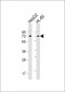 PIAS3 Antibody (N-term)