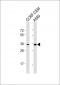 OR2A42 Antibody (C-term)