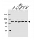 SFPQ Antibody (C-term)