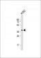 WNT8B Antibody (C-term)