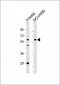GTF2A1L Antibody (C-term)