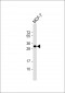 Latexin Antibody (N-term)