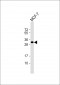 Latexin Antibody (Center)