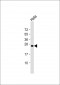 ERAS Antibody (N-term) (A28)