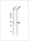 NANOG Antibody (S285)