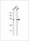 BOLL Antibody (N-term)