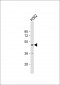 RNF133 Antibody (Center)