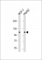 ATG9A Antibody